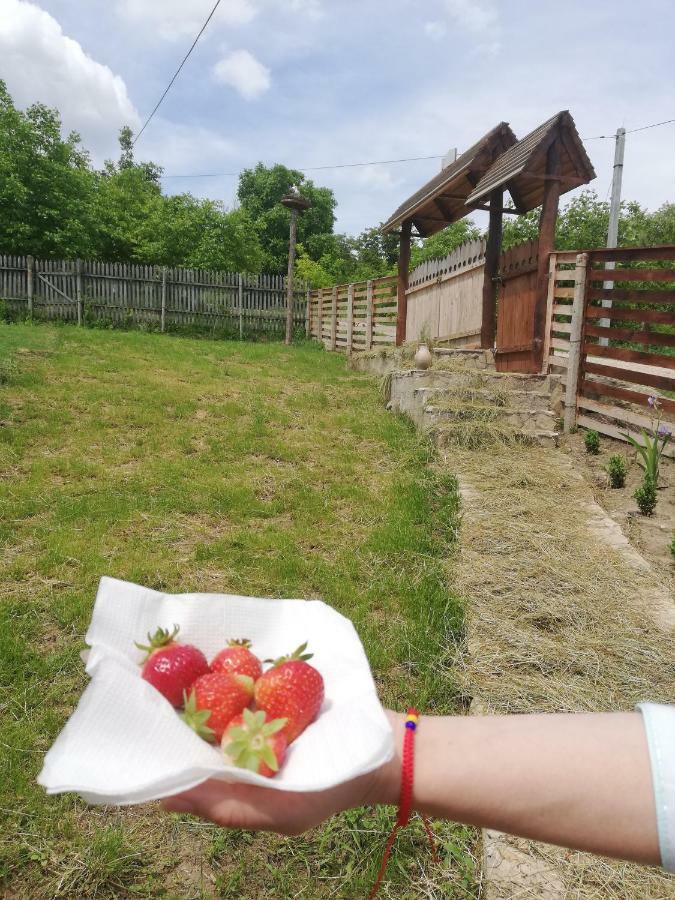 Willa Pensiunea Turistica "Casa Rustica" Chiscareni Zewnętrze zdjęcie